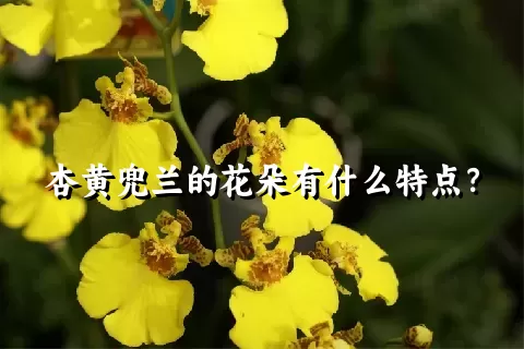 杏黄兜兰的花朵有什么特点？