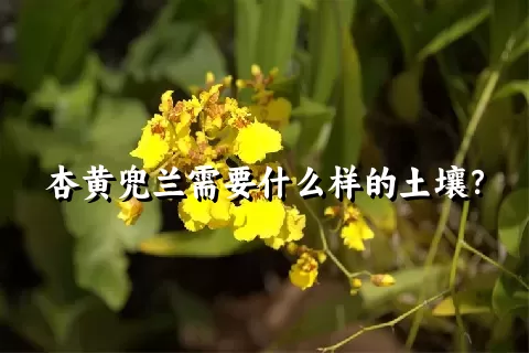 杏黄兜兰需要什么样的土壤？