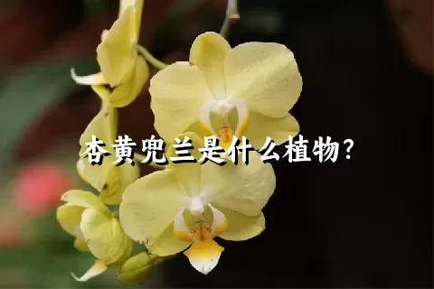 杏黄兜兰是什么植物？