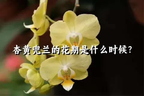 杏黄兜兰的花期是什么时候？