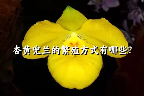 杏黄兜兰的繁殖方式有哪些？