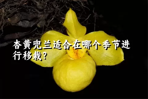 杏黄兜兰适合在哪个季节进行移栽？