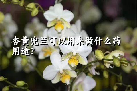 杏黄兜兰可以用来做什么药用途？