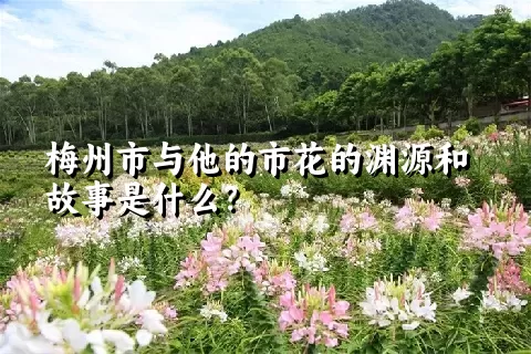 梅州市与他的市花的渊源和故事是什么？