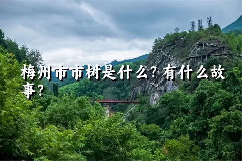 梅州市市树是什么？有什么故事？