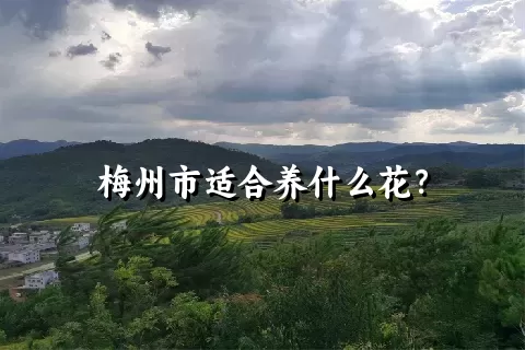 梅州市适合养什么花？