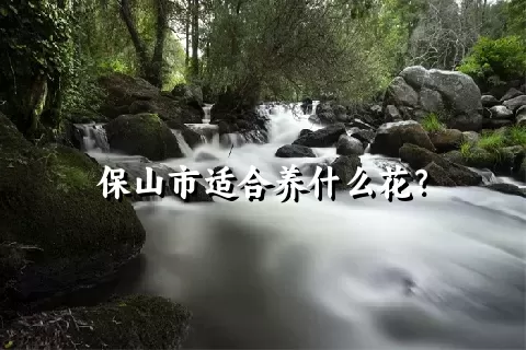 保山市适合养什么花？