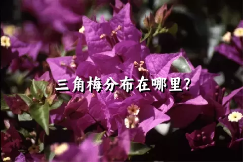 三角梅分布在哪里?