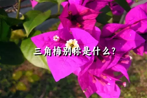 三角梅别称是什么？