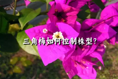 三角梅如何控制株型？