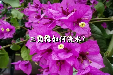 三角梅如何浇水？