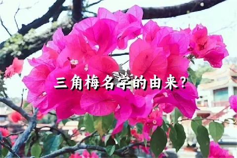 三角梅名字的由来？