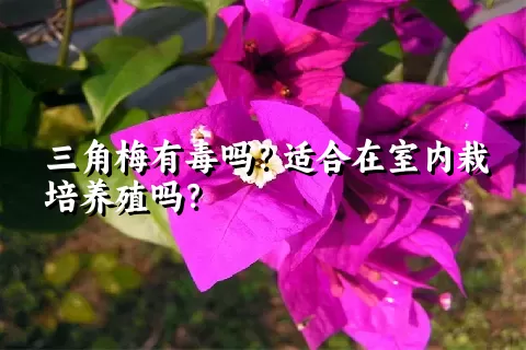 三角梅有毒吗？适合在室内栽培养殖吗？