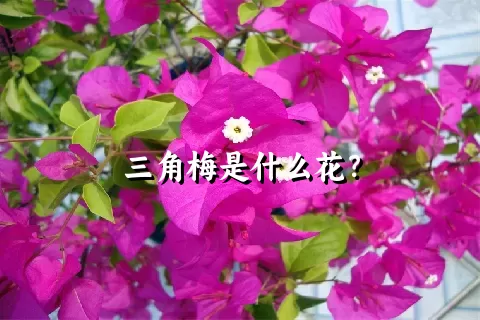 三角梅是什么花？