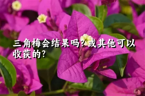 三角梅会结果吗？或其他可以收获的？