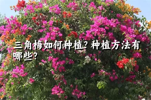 三角梅如何种植？种植方法有哪些？