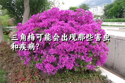 三角梅可能会出现那些害虫和疾病？