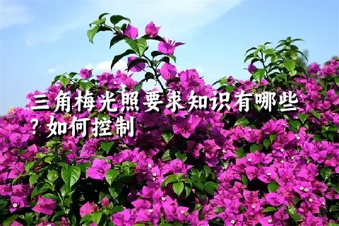 三角梅光照要求知识有哪些？如何控制