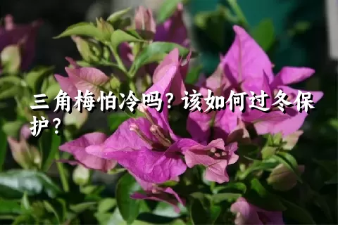 三角梅怕冷吗？该如何过冬保护？