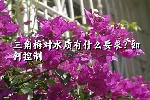 三角梅对水质有什么要求？如何控制