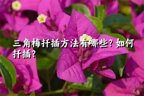 三角梅扦插方法有哪些？如何扦插？