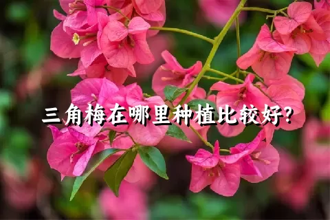 三角梅在哪里种植比较好？