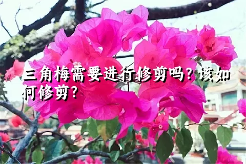 三角梅需要进行修剪吗？该如何修剪？