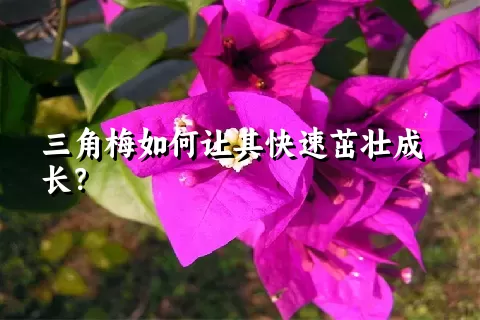 三角梅如何让其快速茁壮成长？