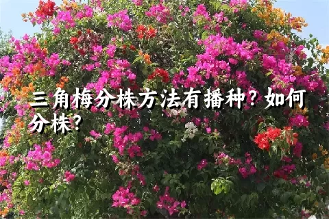 三角梅分株方法有播种？如何分株？