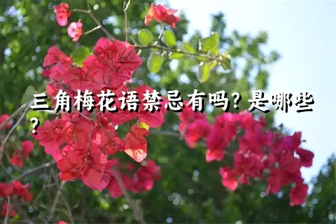 三角梅花语禁忌有吗？是哪些？