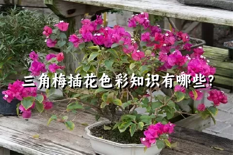 三角梅插花色彩知识有哪些？