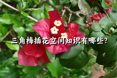 三角梅插花空间知识有哪些？