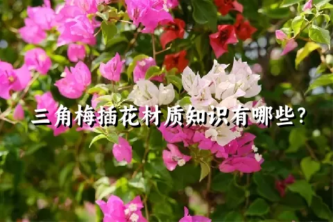 三角梅插花材质知识有哪些？