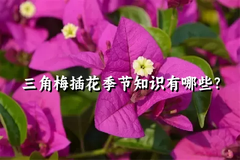 三角梅插花季节知识有哪些？