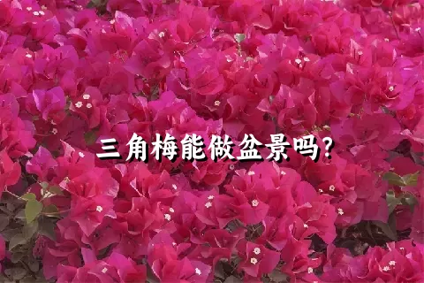 三角梅能做盆景吗？