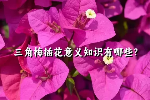 三角梅插花意义知识有哪些？