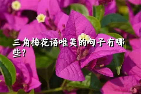 三角梅花语唯美的句子有哪些？