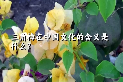 三角梅在中国文化的含义是什么？