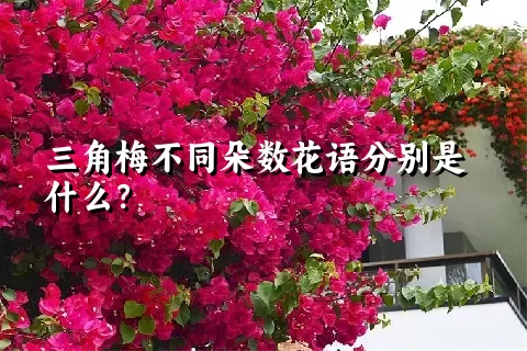 三角梅不同朵数花语分别是什么？