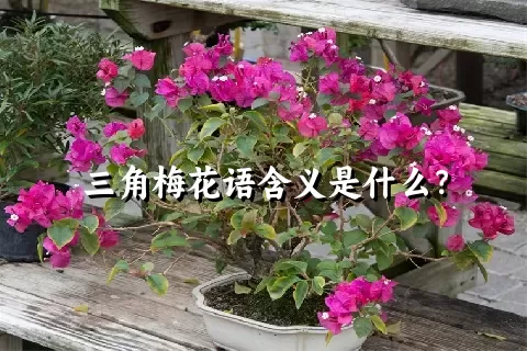 三角梅花语含义是什么？