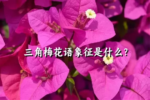 三角梅花语象征是什么？