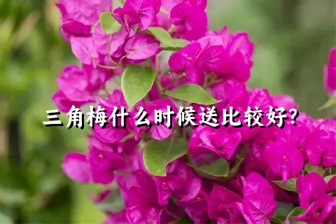 三角梅什么时候送比较好？