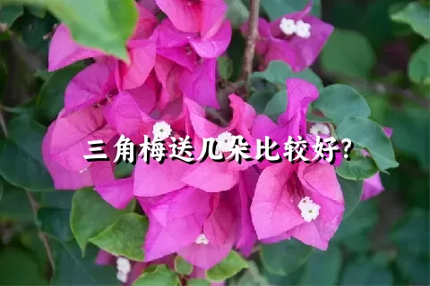 三角梅送几朵比较好？