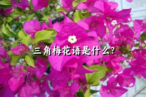 三角梅花语是什么？