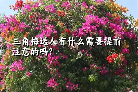 三角梅送人有什么需要提前注意的吗？