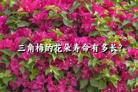 三角梅的花朵寿命有多长？