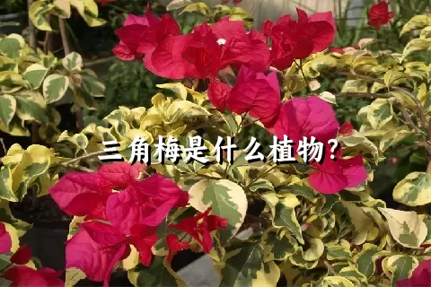 三角梅是什么植物？