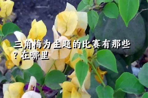 三角梅为主题的比赛有那些？在哪里