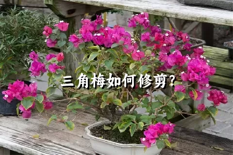 三角梅如何修剪？