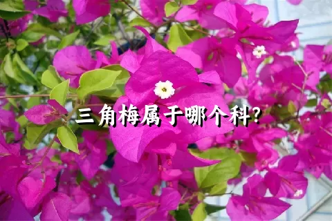 三角梅属于哪个科？